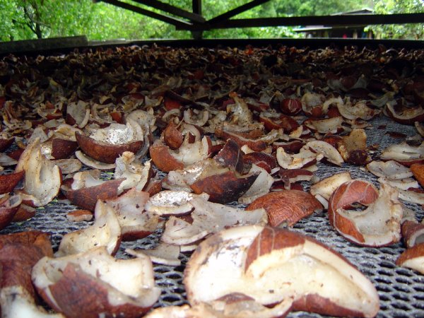 The copra is sold for meat and monoi oil